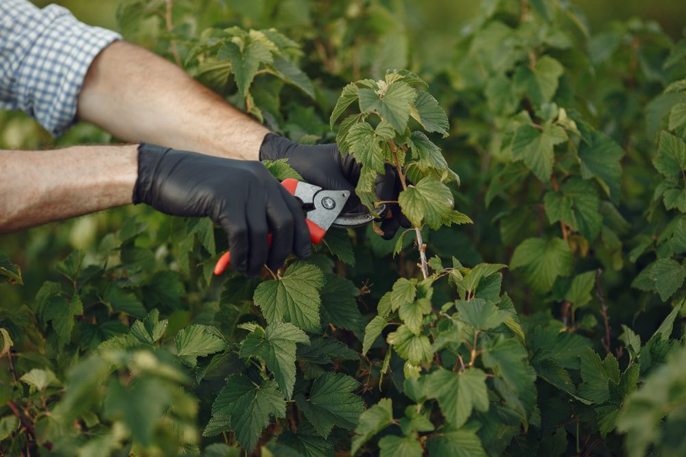 Gloved hands using red-handled secateurs to cut a stem on a dense green shrub