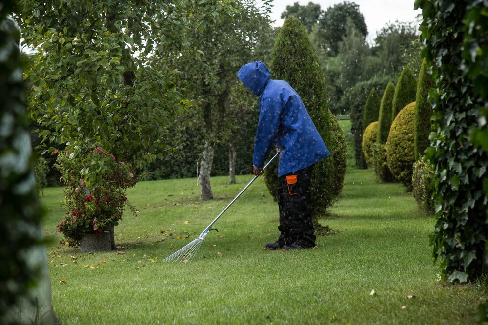 Gardener in a blue rain jacket raking cut grass off a wet lawn between clipped hedges and conifers in light rain