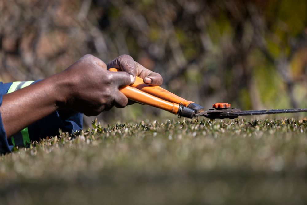 Gloved hands drawing orange-handled shears along the flat top of a clipped hedge