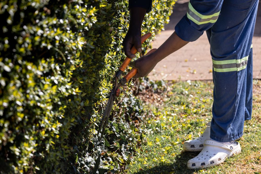 Gardener in navy hi-vis workwear and white safety boots cutting a shaped hedge with orange-handled shears