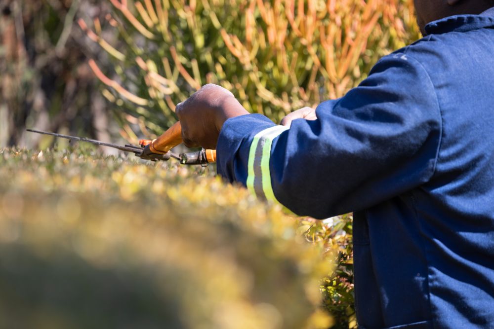 Gardener shearing a variegated hedge with hand shears beside a gravel path, a hand rake resting in the leaf litter