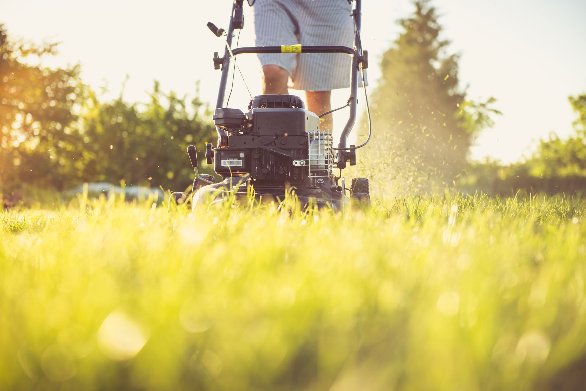 Petrol push mower cutting through long grass in low golden evening light, clippings suspended in the sun