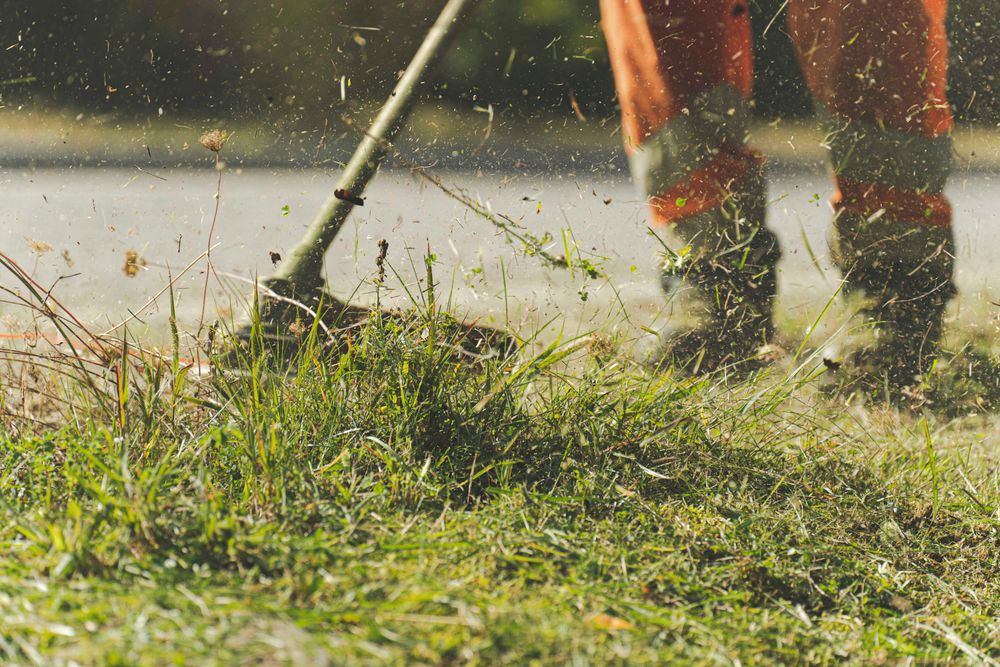 Strimmer head cutting a grass edge along a lawn border, cut grass spraying up in bright sunlight